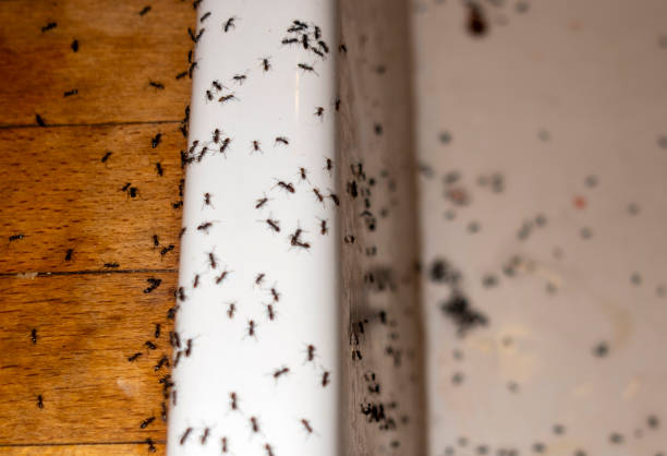 Best Pest Removal Services  in Ormond Beach, FL