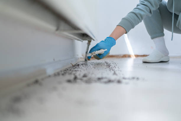 Reliable Ormond Beach, FL Pest Control Solutions